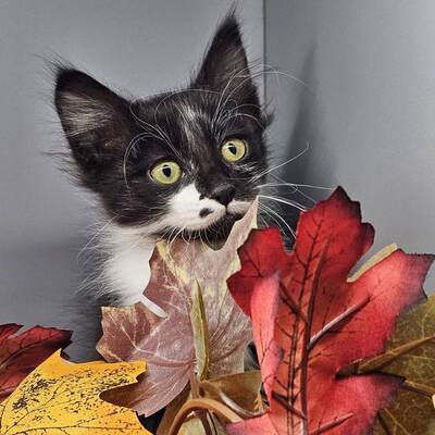 Kater Timmy möchte Deine Welt erobern, EKH Jungtier - Kater