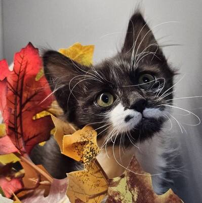 Kater Timmy möchte Deine Welt erobern, EKH Jungtier - Kater