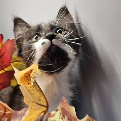 Kater Timmy möchte Deine Welt erobern, EKH Jungtier - Kater