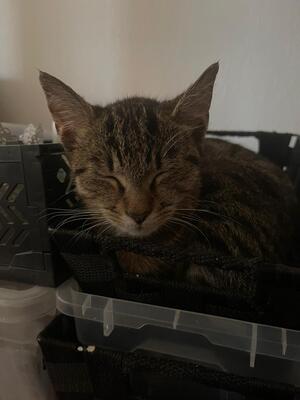 Kater sucht neues Zuhause, Hauskatze - Kater