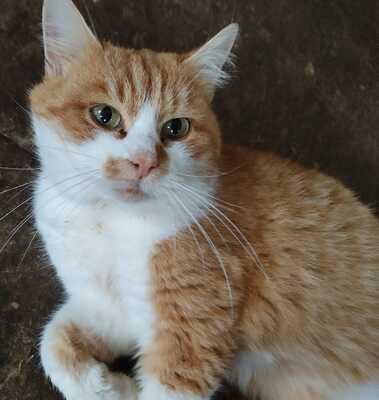 Kater zu verschenken, Unbekannt - Kater