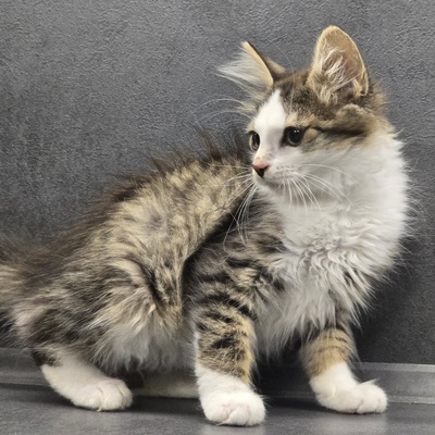 Katerchen Anton spielt gern, EKH Jungtier - Kater