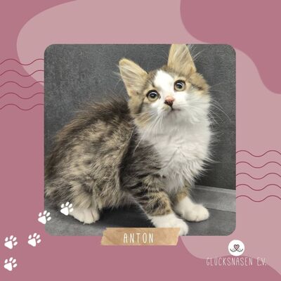 Katerchen Anton sucht Dich zum spielen, EKH Jungtier - Kater