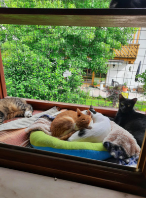 Katerchen Armin & Lucas bei MUC (ALM - Kater