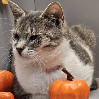 Katerchen Benny schmust gern, EKH - Kater