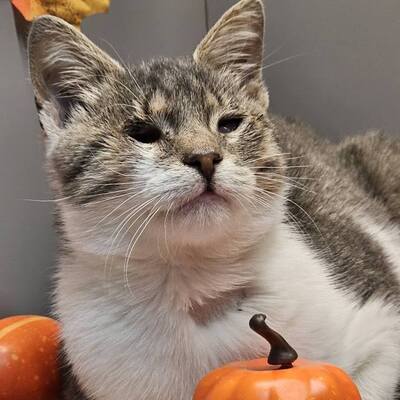 Katerchen Benny schmust gern, EKH - Kater