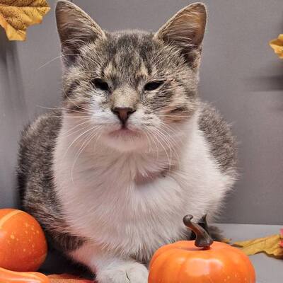 Katerchen Benny schmust gern, EKH - Kater