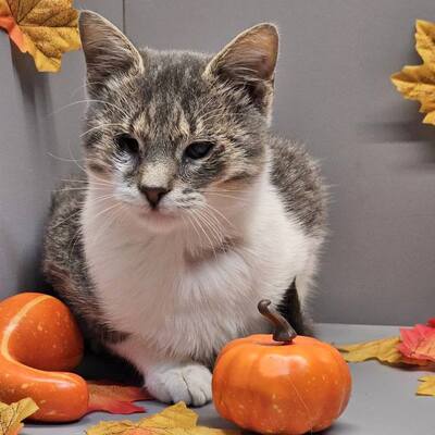 Katerchen Benny schmust gern, EKH - Kater