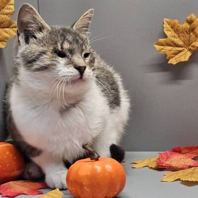 Katerchen Benny schmust gern, EKH - Kater