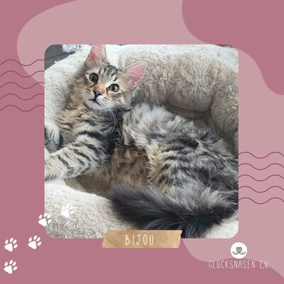 Katerchen Bijou wartet auf Post