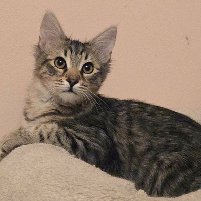 Katerchen Bijou wartet auf Post, EKH Jungtier - Kater