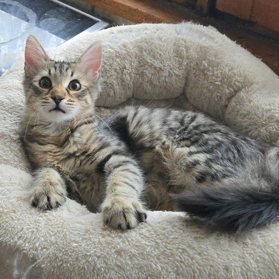 Katerchen Bijou wartet auf Post, EKH Jungtier - Kater