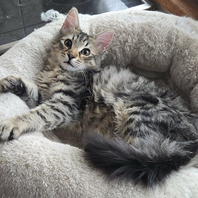 Katerchen Bijou wartet auf Post, EKH Jungtier - Kater