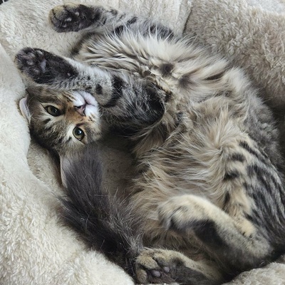 Katerchen Bijou wartet auf Post, EKH Jungtier - Kater