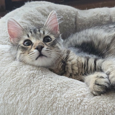 Katerchen Bijou wartet auf Post, EKH Jungtier - Kater