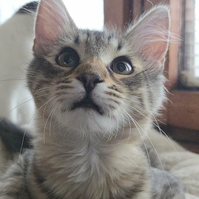Katerchen Bijou wartet auf Post, EKH Jungtier - Kater