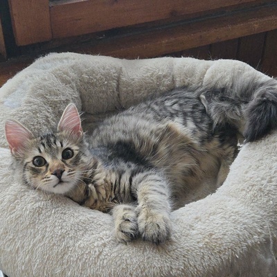 Katerchen Bijou wartet auf Post, EKH Jungtier - Kater