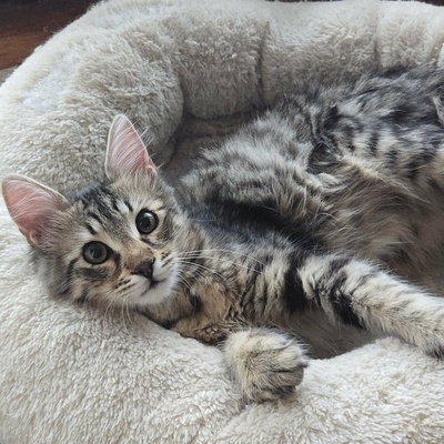 Katerchen Bijou wartet auf Post, EKH Jungtier - Kater