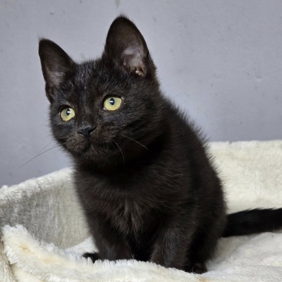 Katerchen Bino schmust und spielt gern, EKH Jungtier - Kater