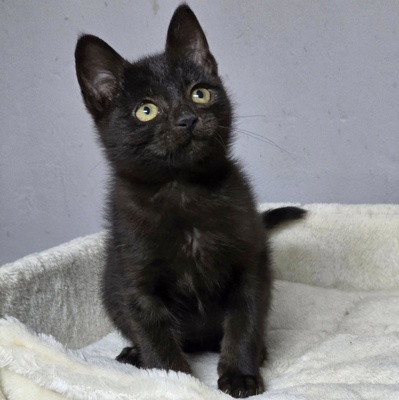Katerchen Bino schmust und spielt gern, EKH Jungtier - Kater