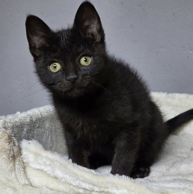 Katerchen Bino schmust und spielt gern, EKH Jungtier - Kater