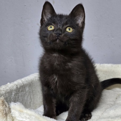 Katerchen Bino schmust und spielt gern, EKH Jungtier - Kater