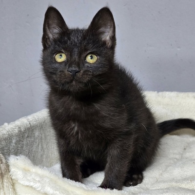 Katerchen Bino schmust und spielt gern, EKH Jungtier - Kater
