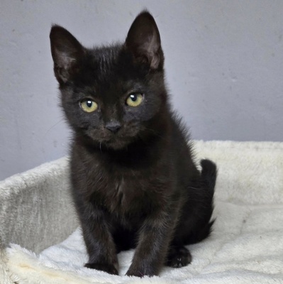 Katerchen Bino schmust und spielt gern, EKH Jungtier - Kater