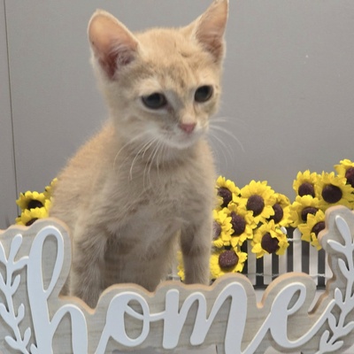 Katerchen Calvin wünscht sich eine Familie, EKH Jungtier - Kater