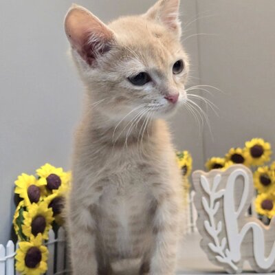Katerchen Calvin wünscht sich eine Familie, EKH Jungtier - Kater