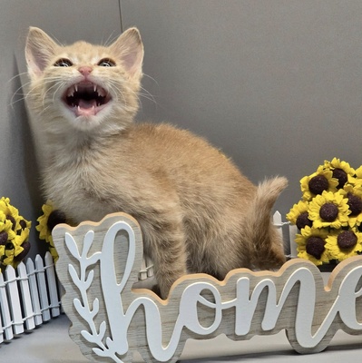 Katerchen Calvin wünscht sich eine Familie, EKH Jungtier - Kater