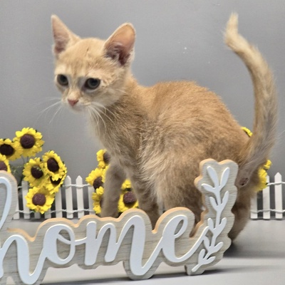 Katerchen Calvin wünscht sich eine Familie, EKH Jungtier - Kater