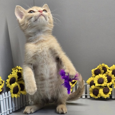 Katerchen Calvin wünscht sich eine Familie, EKH Jungtier - Kater