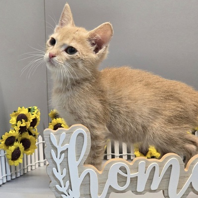 Katerchen Calvin wünscht sich eine Familie, EKH Jungtier - Kater