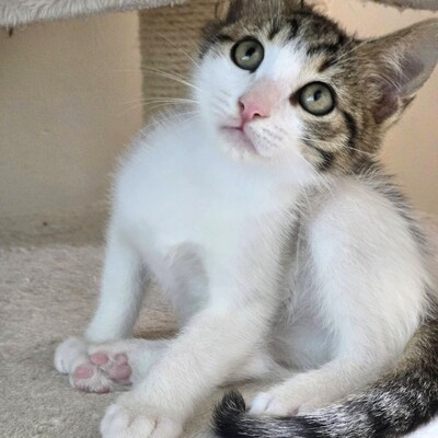 Katerchen Casimir sucht Anschluss, EKH Jungtier - Kater