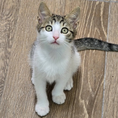 Katerchen Casimir sucht Anschluss, EKH Jungtier - Kater