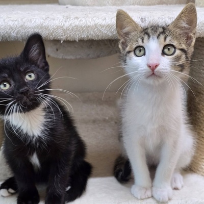 Katerchen Casimir sucht Anschluss, EKH Jungtier - Kater