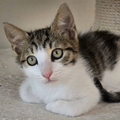 Katerchen Casimir sucht Anschluss, EKH Jungtier - Kater
