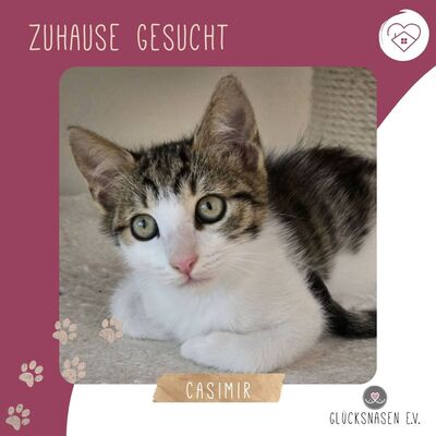 Katerchen Casimir sucht Anschluss, EKH Jungtier - Kater