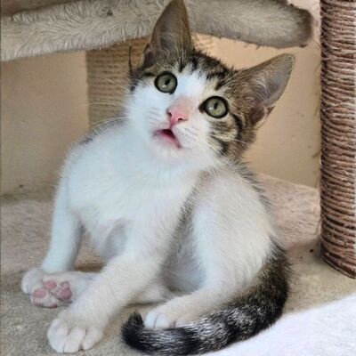 Katerchen Casimir sucht Anschluss, EKH Jungtier - Kater