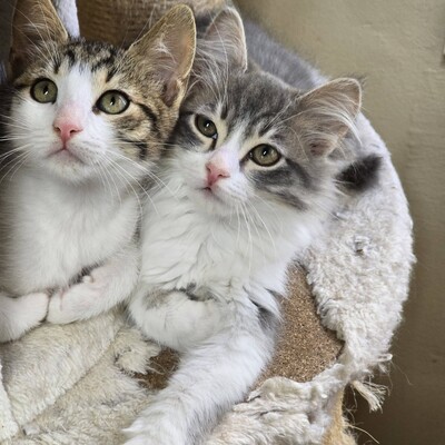 Katerchen Casimir sucht Anschluss, EKH Jungtier - Kater