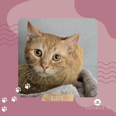 Katerchen Cisco möchte Dein Herz erobern, EKH Jungtier - Kater