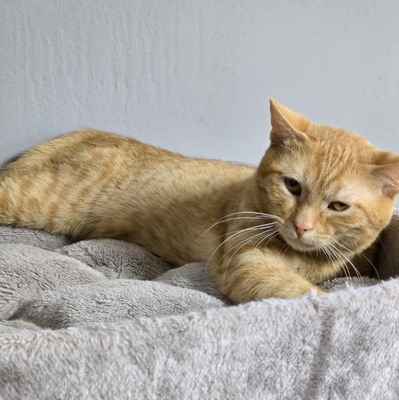 Katerchen Cisco möchte Dein Herz erobern, EKH Jungtier - Kater