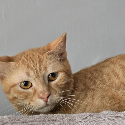 Katerchen Cisco möchte Dein Herz erobern, EKH Jungtier - Kater