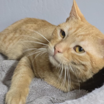 Katerchen Cisco möchte Dein Herz erobern, EKH Jungtier - Kater
