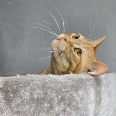 Katerchen Cisco möchte Dein Herz erobern, EKH Jungtier - Kater