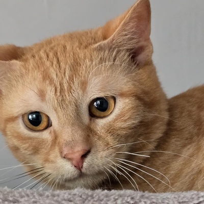 Katerchen Cisco möchte Dein Herz erobern, EKH Jungtier - Kater