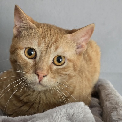 Katerchen Cisco möchte Dein Herz erobern, EKH Jungtier - Kater