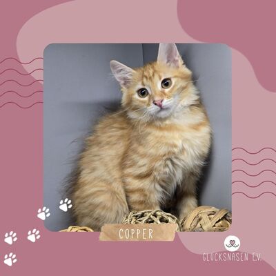 Katerchen Cooper möchte gern reisen, EKH Jungtier - Kater