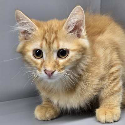 Katerchen Cooper möchte gern reisen, EKH Jungtier - Kater